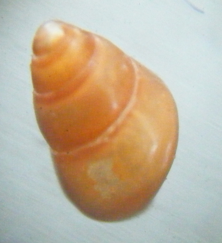 Gasteropode 7